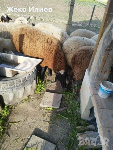 продавам коч и овца за клане, снимка 2 - Овце - 54640881
