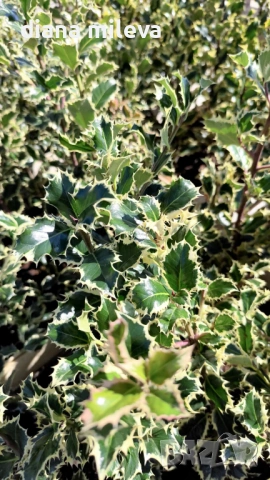 Джел, Илекс Сребърна Кралица, Ilex aquifolium Silver Queen, студоустойчив, многогодишен бодлив храст, снимка 6 - Градински цветя и растения - 54556939