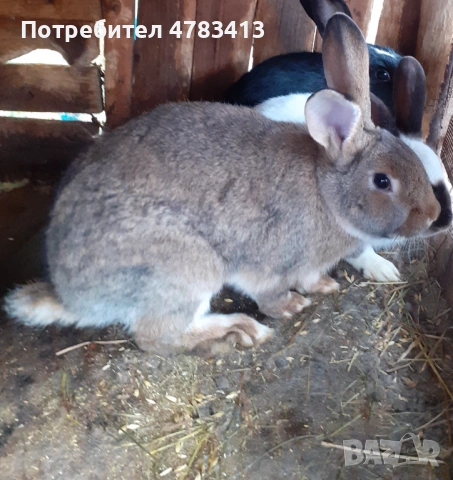 Зайци Кръстоска 