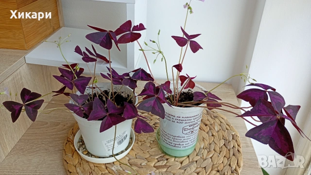 Оксалис Oxalis triangularis
