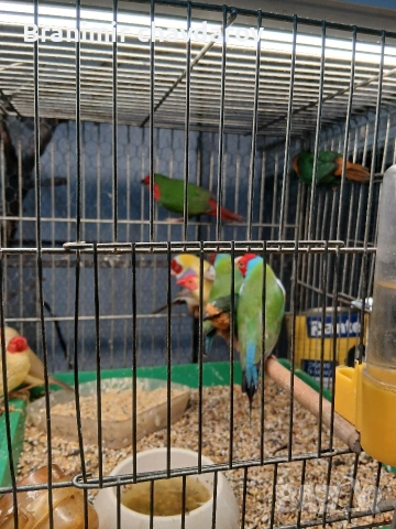 продавам гулдови папагалови и други амадини, снимка 8 - Амадини - 53966911
