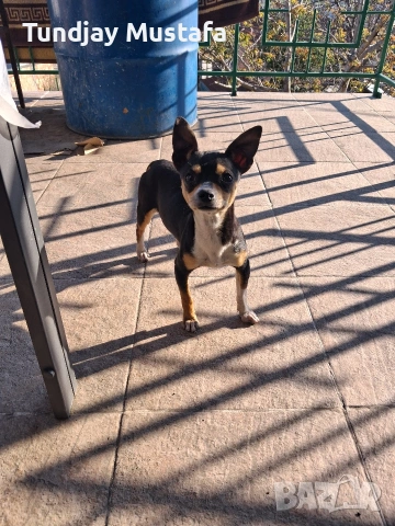 мини пинчер мъжко