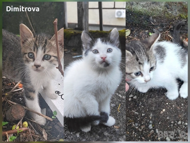 Котета търсят дом, снимка 1 - Други - 54756003