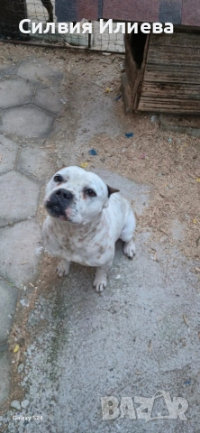 Питбули , снимка 14 - Питбул - 53865863