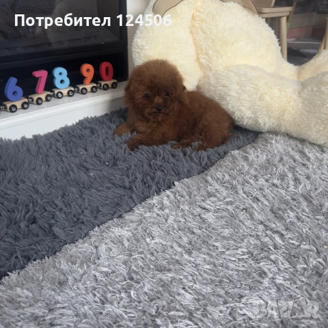 той пудел пуделче , снимка 3 - Пудели - 55162204