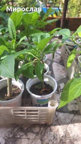 Продавам растения жълта и розова бругманзия (ангелски тромпет), снимка 3 - Градински цветя и растения - 54250131