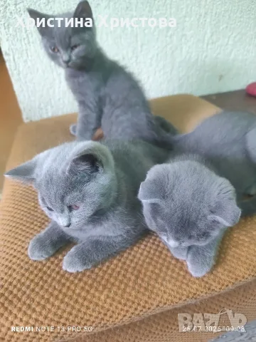 британски котенца , снимка 2 - Британска късокосместа - 55419414