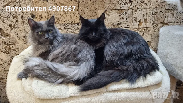 Котета мейн куун , снимка 6 - Мейн кун - 55535490