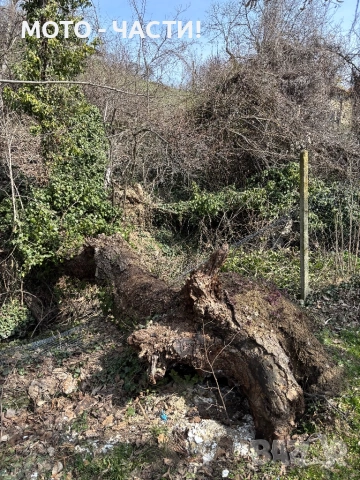 Косене на трева | Рязане на дървета | Почистване | Извозване., снимка 5 - Други почистващи услуги - 54129586