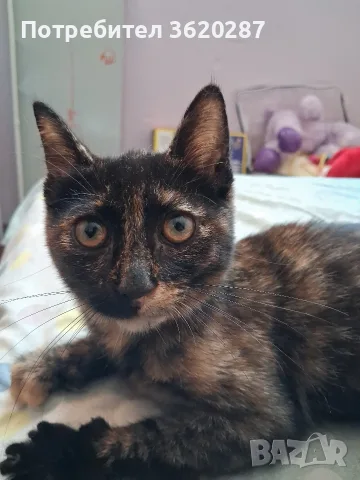 Бездомно женско коте, снимка 3 - Други - 55446529