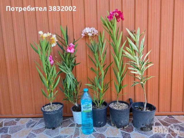 зокум олеадър  69 см