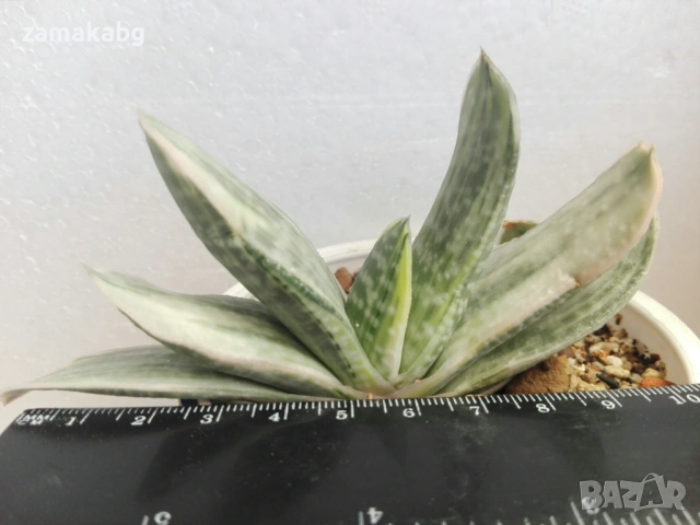 Гастерия (GASTERIA CARINATA RETUSA VARIEGATA VARIEGATED)