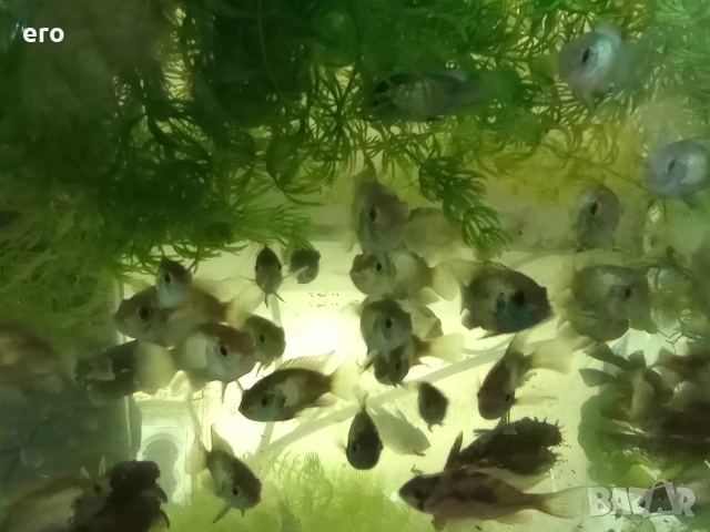 Акара блу електрик, снимка 4 - Рибки - 54036043