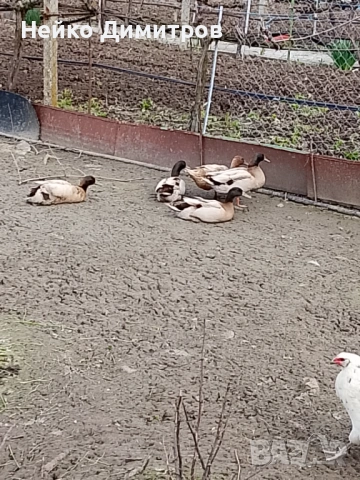 Петли патици гъски , снимка 6 - Патици и гъски - 54212161