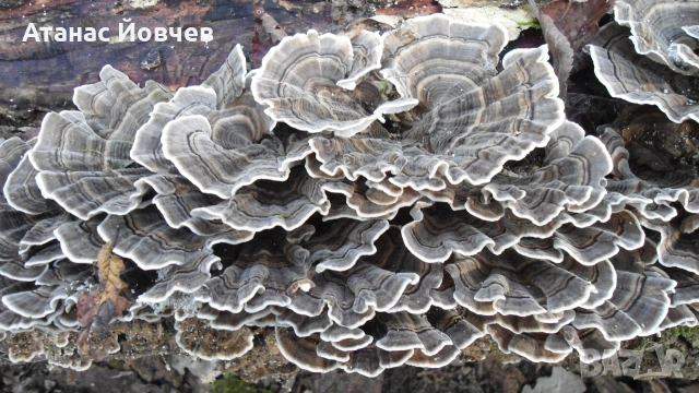 Trametes versicolor, Turkey tail, Трамерс ,Пуешка опашка 