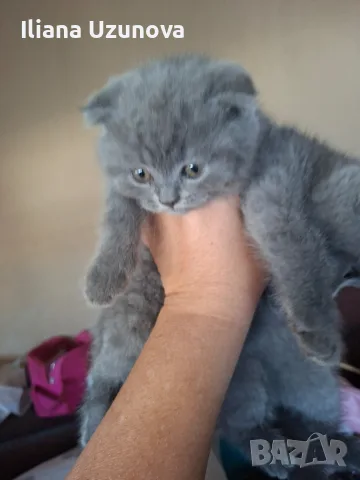 Шотландски котенца , снимка 5 - Британска късокосместа - 55530549