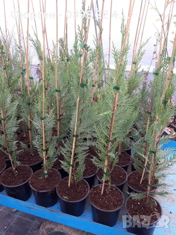     Кипарис Лейланди (Cupressocyparis leylandii) – Бързорастящ вечнозелен жив плет, снимка 5 - Разсади - 29367665