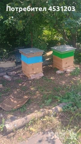 Силни семейства с нови кошери, снимка 3 - За пчели - 54929924