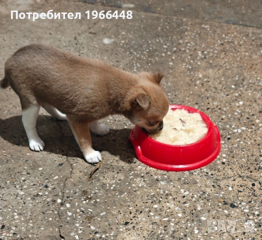 Мъжко чихуахуа,с първа ваксина, обезпаразитено,много игриво. Майката е 1,800 кг ,а бащата 2 кг , снимка 9 - Чихуахуа - 54914229