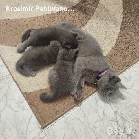 Британски сиви котенца , снимка 6 - Британска късокосместа - 55364757