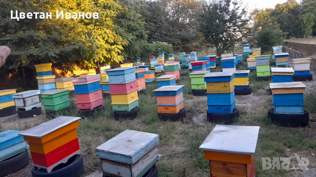 Пчелни семейства , снимка 3 - За пчели - 55212857