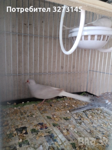 Диамантени гугутки , снимка 2 - Други животни - 54283847