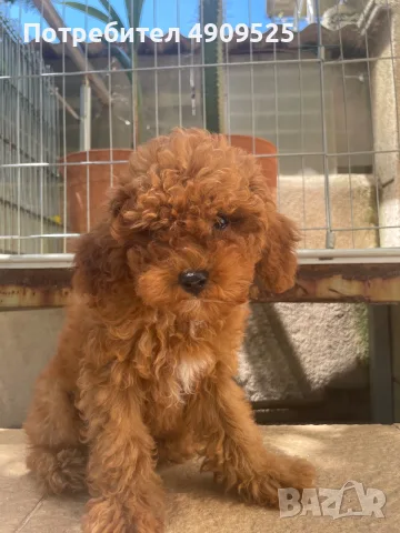 Той Пуделчета - мъжки, снимка 2 - Пудели - 55558960