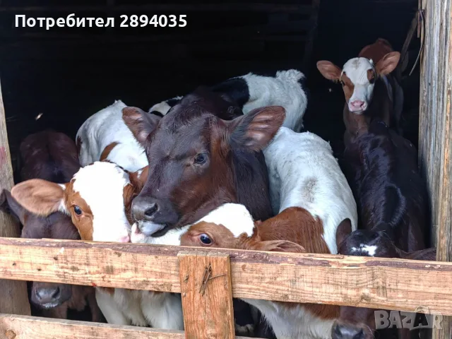 свободни бозайници и отбити телета, снимка 2 - Крави - 55419028