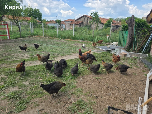 🥚 Домашни яйца от свободно отглеждани кокошки – Пловдив 🐓 , снимка 14 - други­ - 54726146