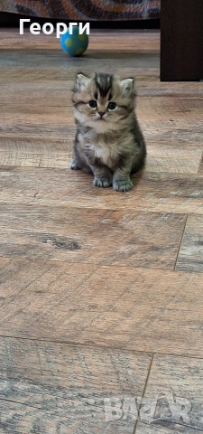 Британски късокосмести, снимка 3 - Британска късокосместа - 54100765