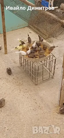 Зеброви амадини 