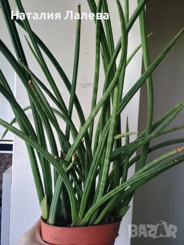 Сансевиера, sansevieria cylindrica, снимка 6 - Стайни растения - 55440409