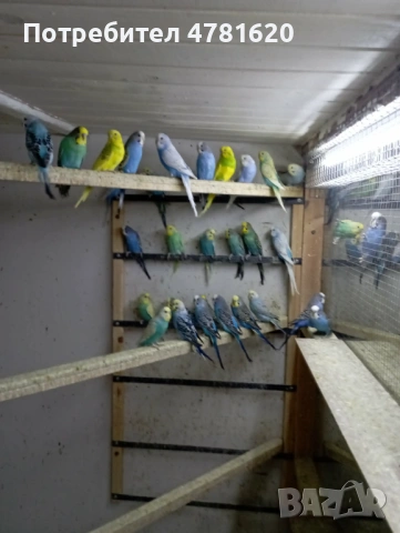 Вълнисти папагали, снимка 6 - Папагали - 54019154