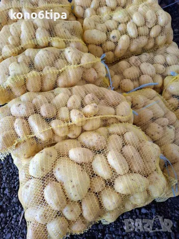 картофи сорт Агата, снимка 2 - Домашни продукти - 55327690