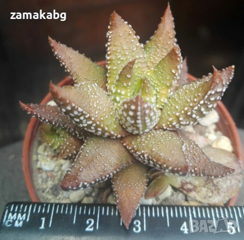 Хавортия (Haworthia attenuata Tanba var. nova), сукулентно растение