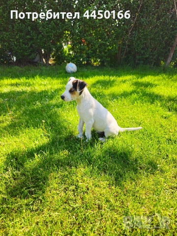 Малко кученце Джак ръсел, снимка 3 - Джак ръсел териер - 54344105