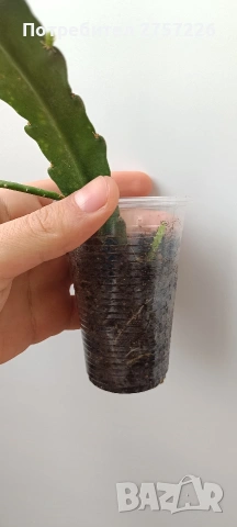 Epiphillym phyllanthoides, снимка 4 - Стайни растения - 54187720