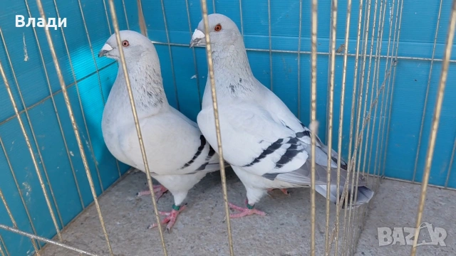Стандартни пощенски, снимка 2 - Гълъби - 55079921