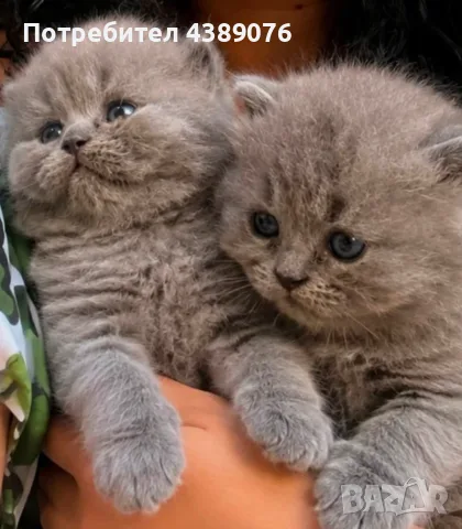 Чистокръвни британчета
