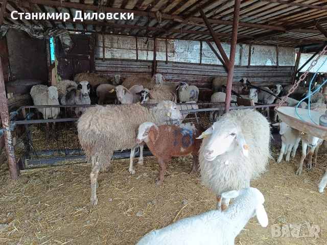 продавам овце и агнета, снимка 2 - Овце - 55172832