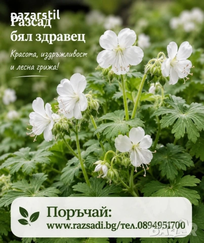 Бял Здравец 