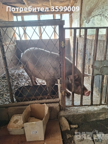 продавам свиня на 2 прасило , снимка 3 - Прасета - 54164399