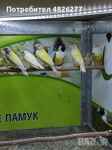 Гулдови амадини ..... 2026......, снимка 3 - Амадини - 54806567