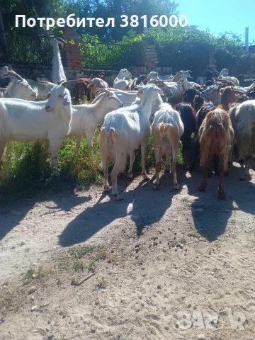 Продавам 70 бр. Дойни кози, снимка 5 - Кози - 55048299