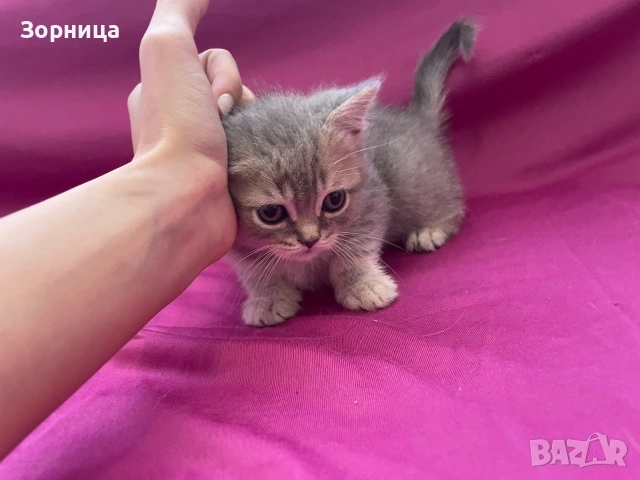 британско късокосместо коте , снимка 3 - Британска късокосместа - 54469645