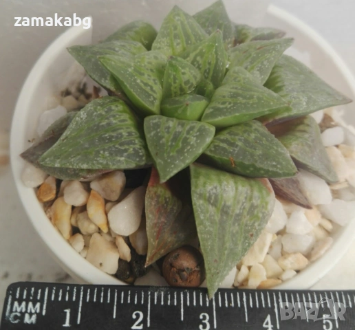 Хавортия (Haworthia Emelyae Hybrid Theodorus)