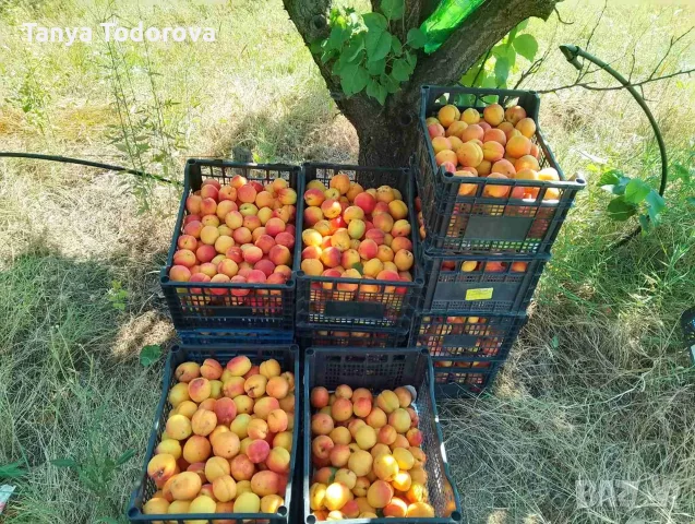 Продавам кайсия за ракия 