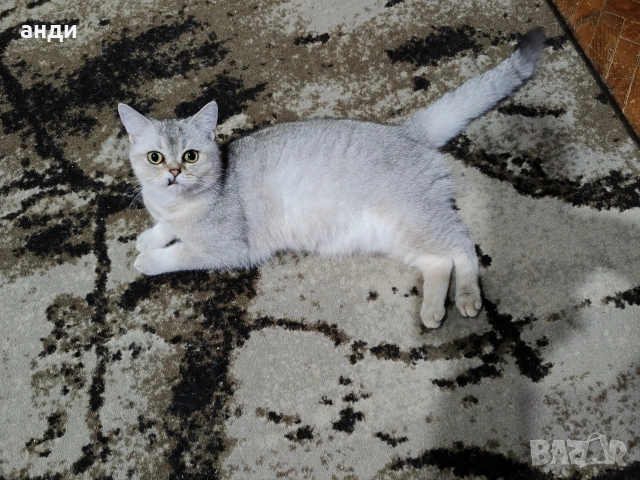 шотландско коте