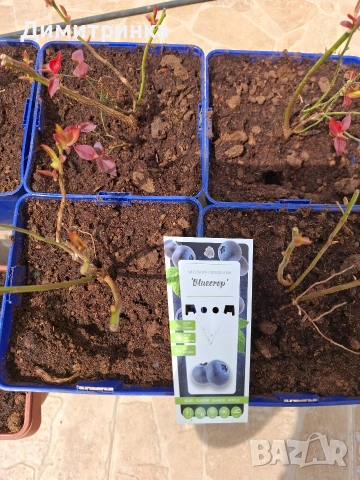 Амер.боровинка БЛУКРОП 3+, снимка 5 - Други - 54180363