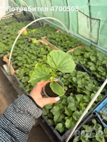 Разсад краставици Сандра F1, снимка 2 - Разсади - 54207360